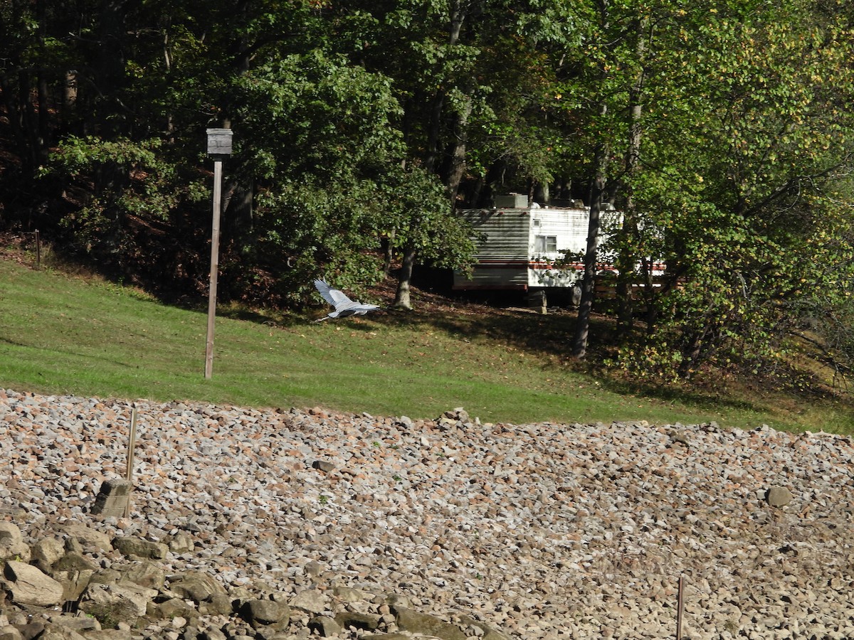 Great Blue Heron - ML643813176