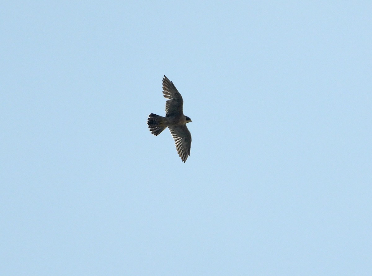 Peregrine Falcon - ML643813179