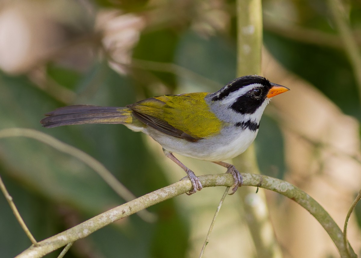 Желтоклювый тохи (flavirostris) - ML643813203