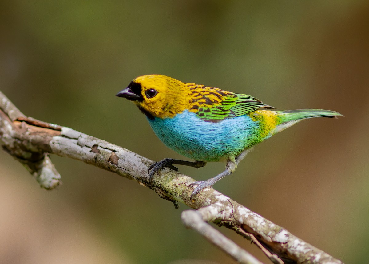 gullsnittanagar - ML643813225