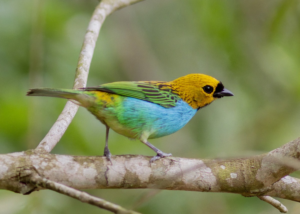 gullsnittanagar - ML643813226