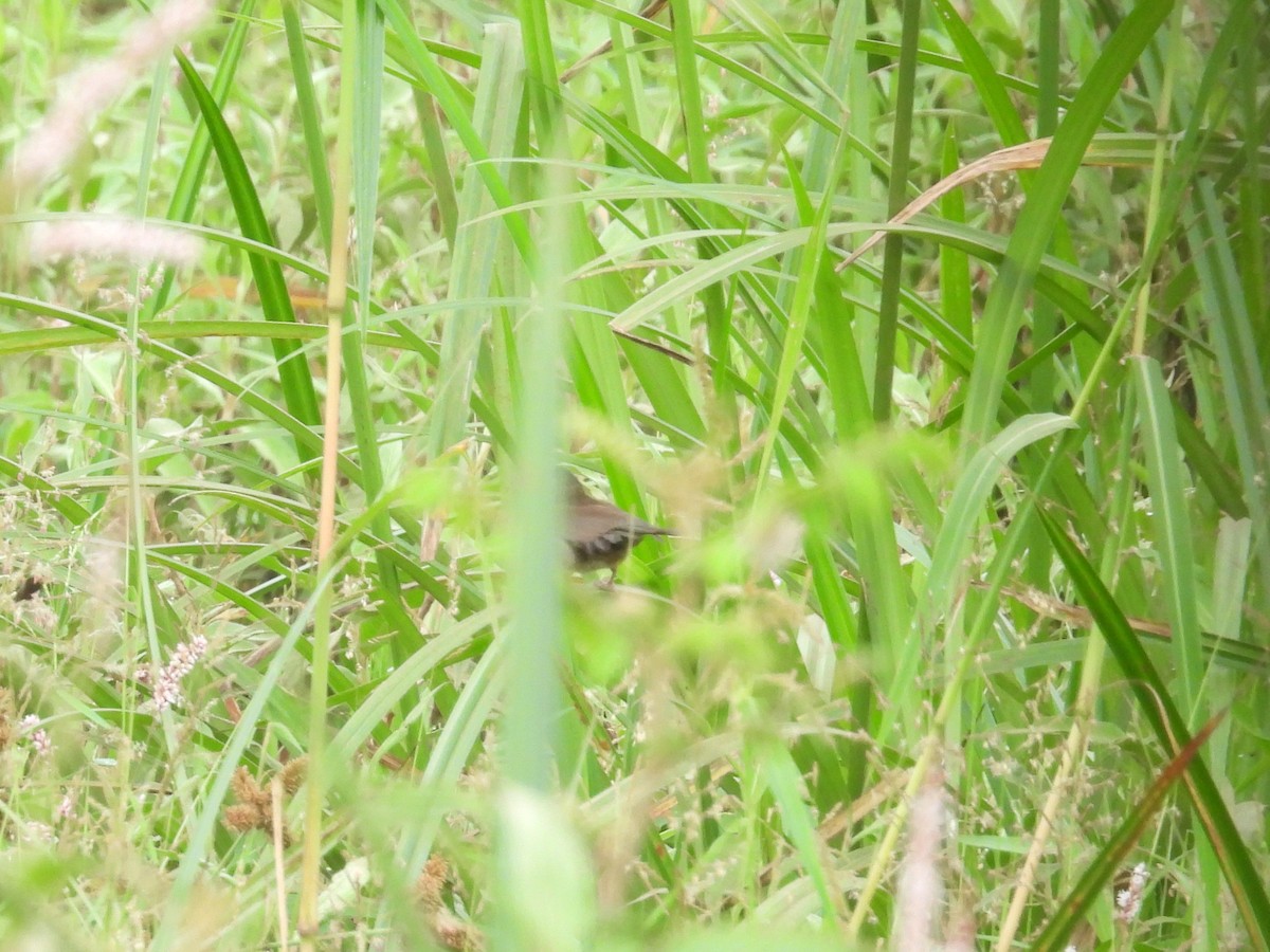 Highland Rush Warbler - ML643813231
