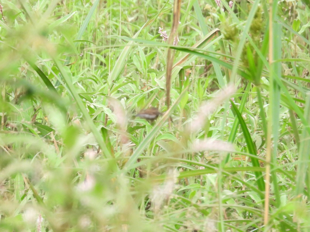 Highland Rush Warbler - ML643813232