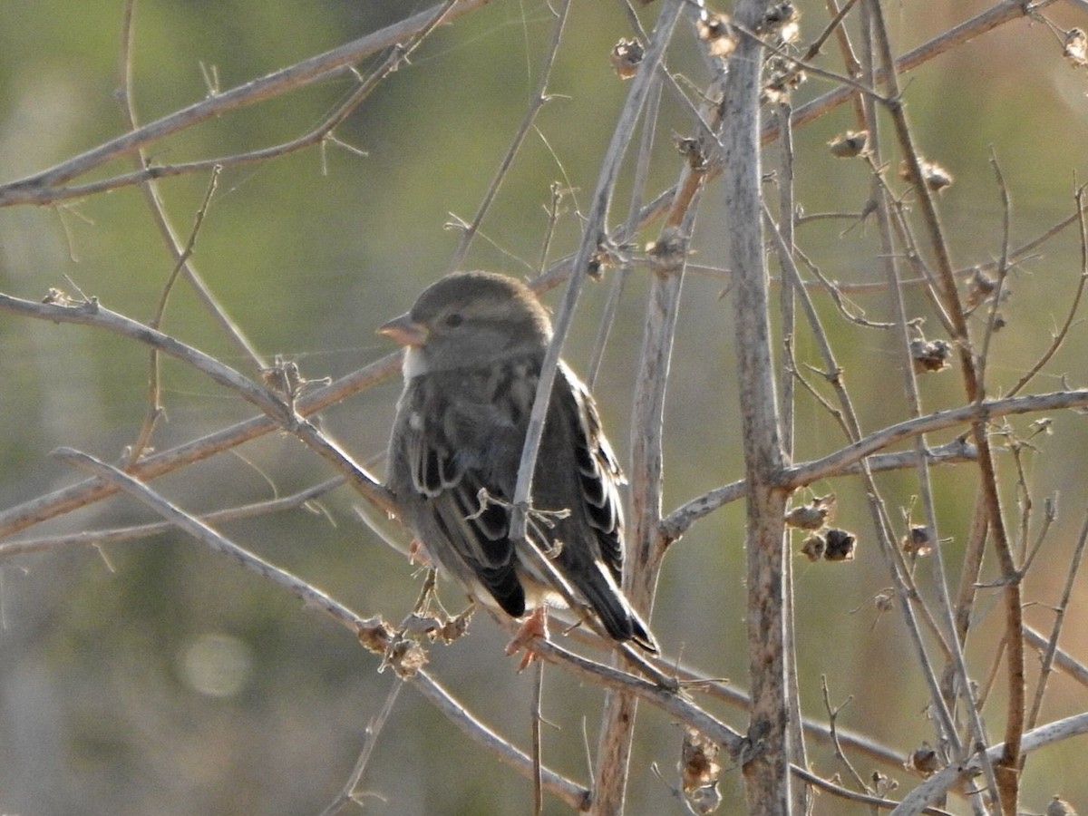 House Sparrow - ML643813235