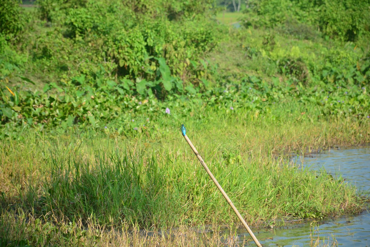 White-throated Kingfisher - ML643813262
