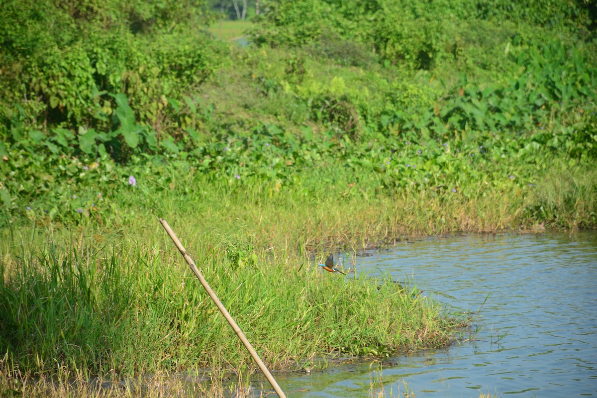 White-throated Kingfisher - ML643813263