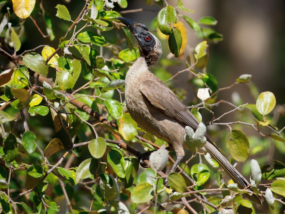 Helmeted Friarbird - ML643813266