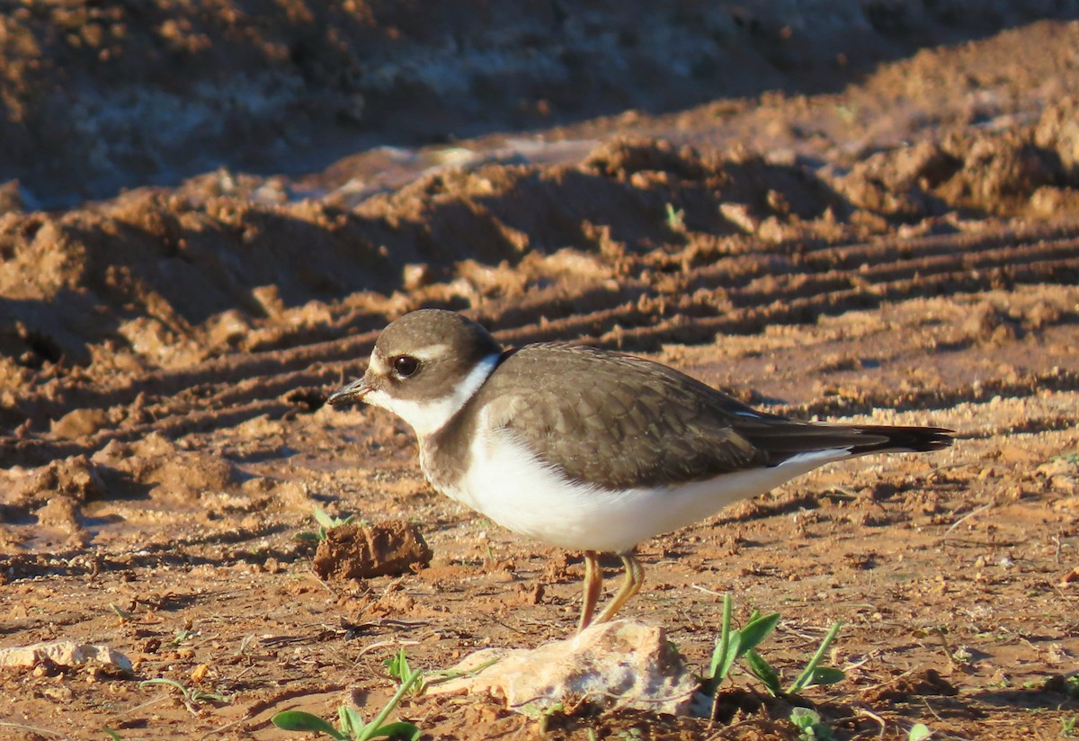 Chorlitejo Grande - ML643813268