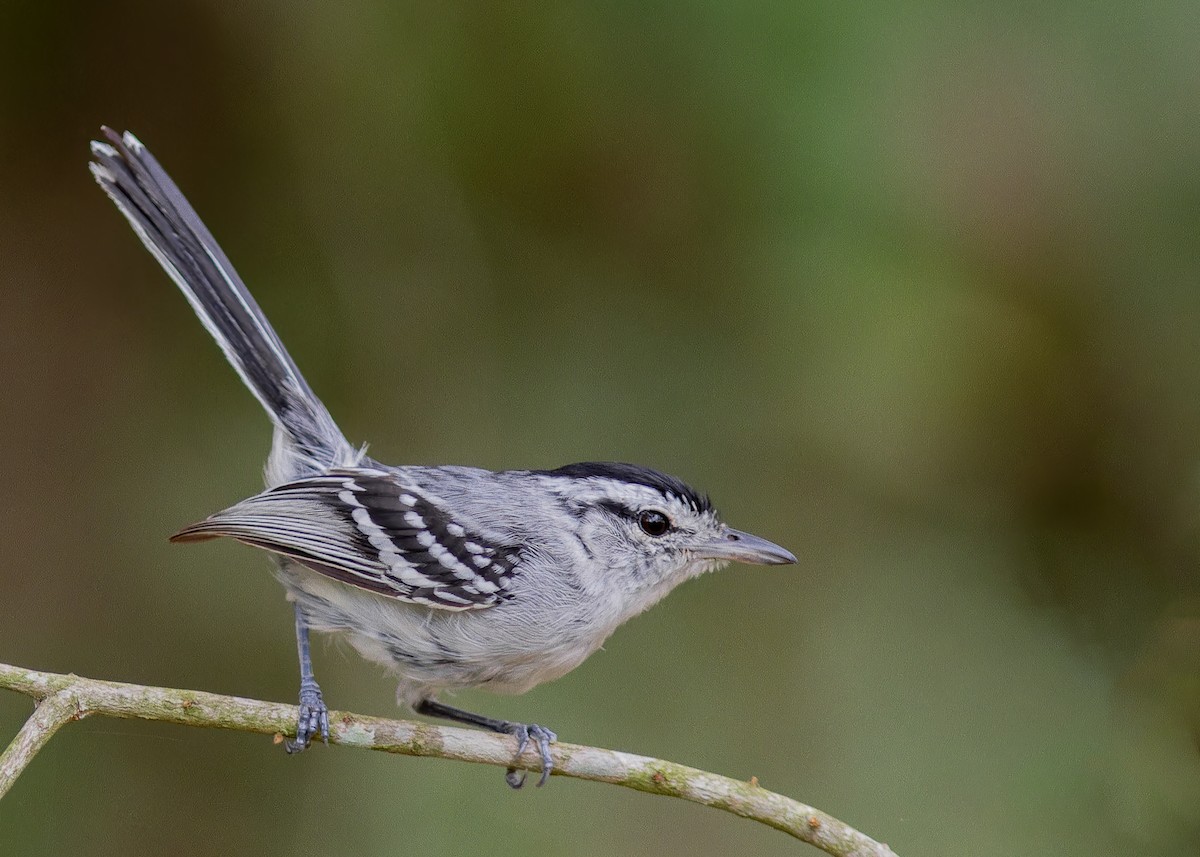 Black-capped Antwren - ML643813269