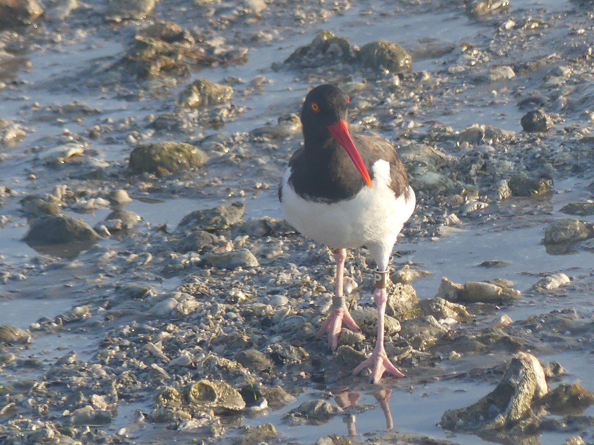 American Oystercatcher - ML643813271