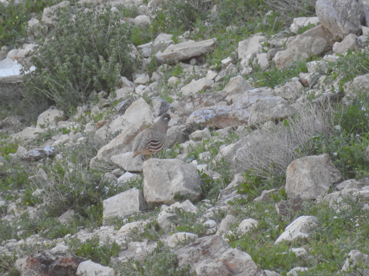 Sand Partridge - ML643813275