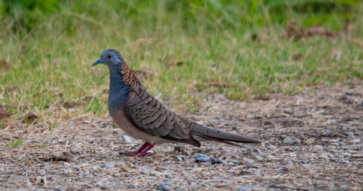Bar-shouldered Dove - ML643813279