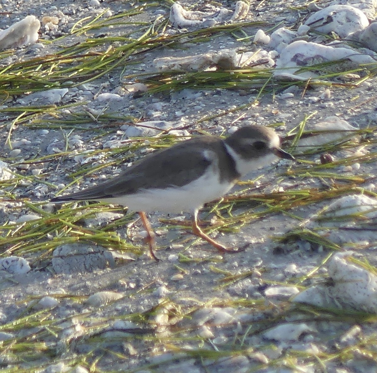 Semipalmated Plover - ML643813280