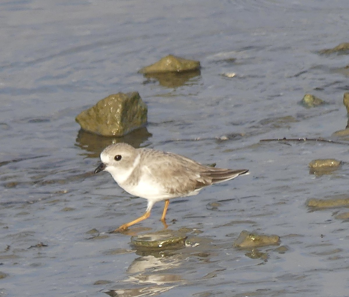 Piping Plover - ML643813284