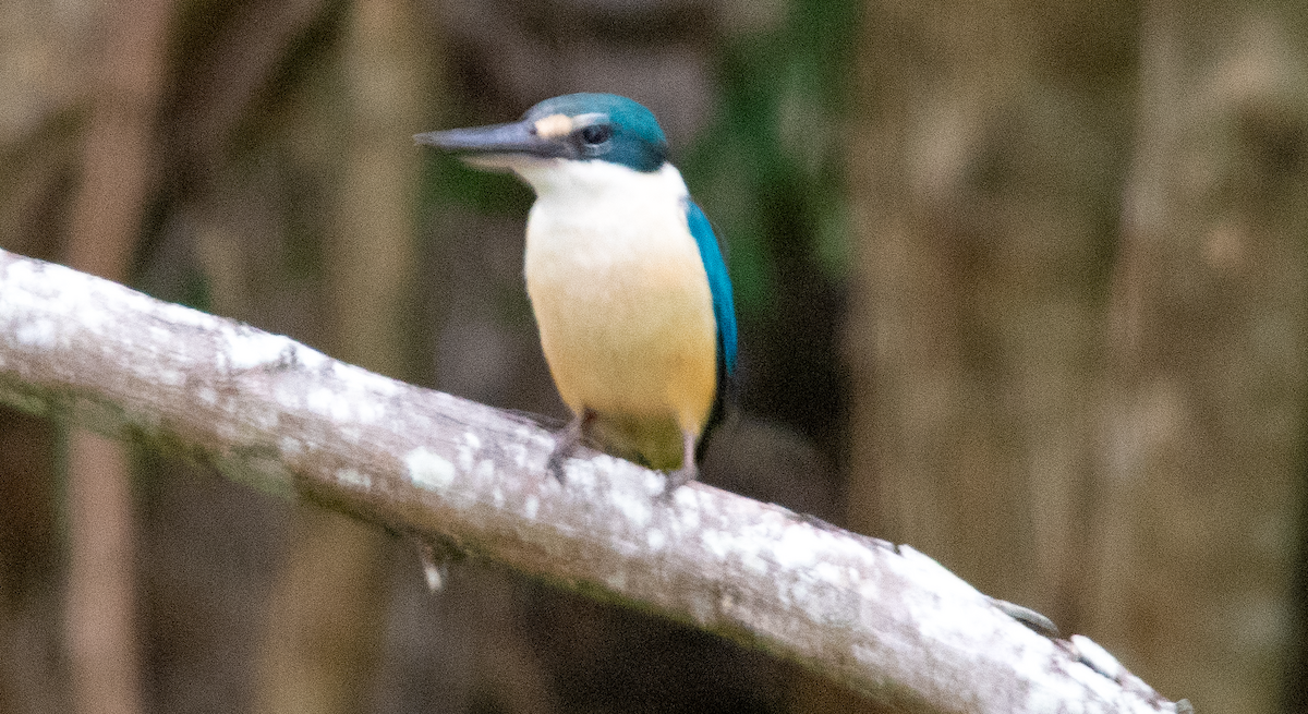 Sacred Kingfisher - ML643813287