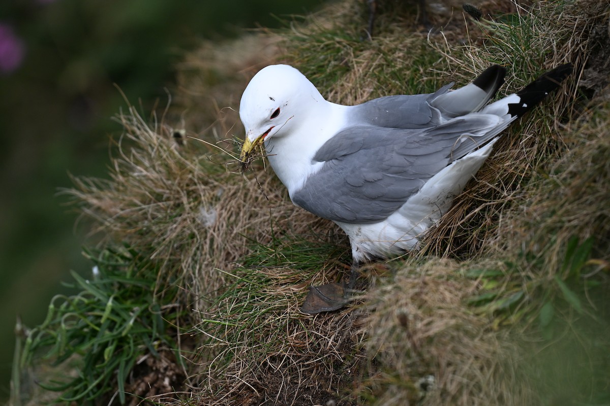Black-legged Kittiwake - ML643813288