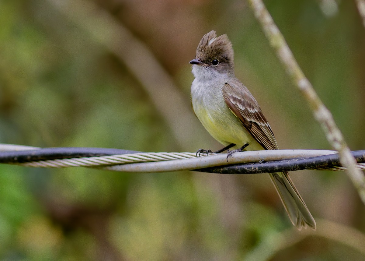 Large Elaenia - ML643813291