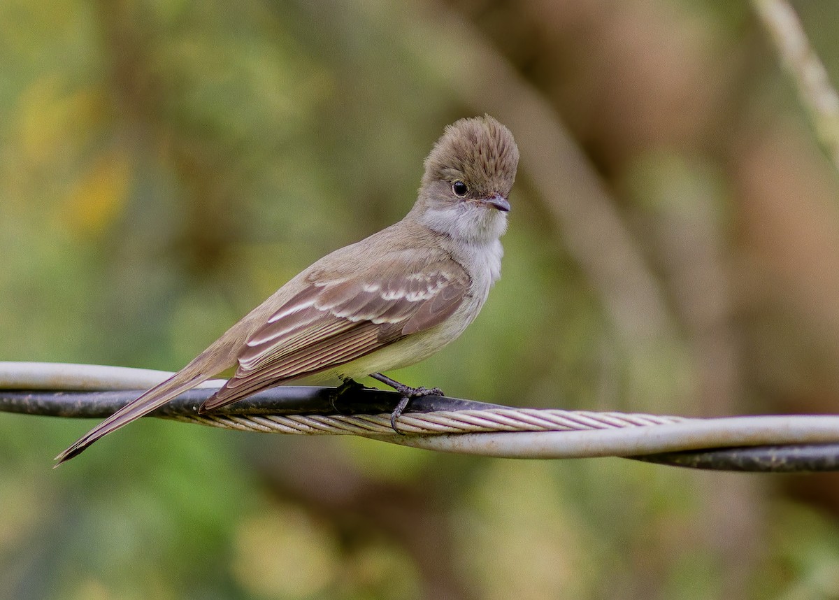 Large Elaenia - ML643813292