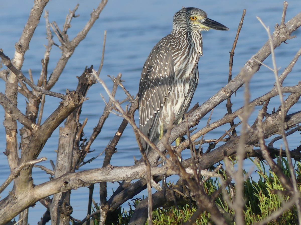 Yellow-crowned Night Heron - ML643813293