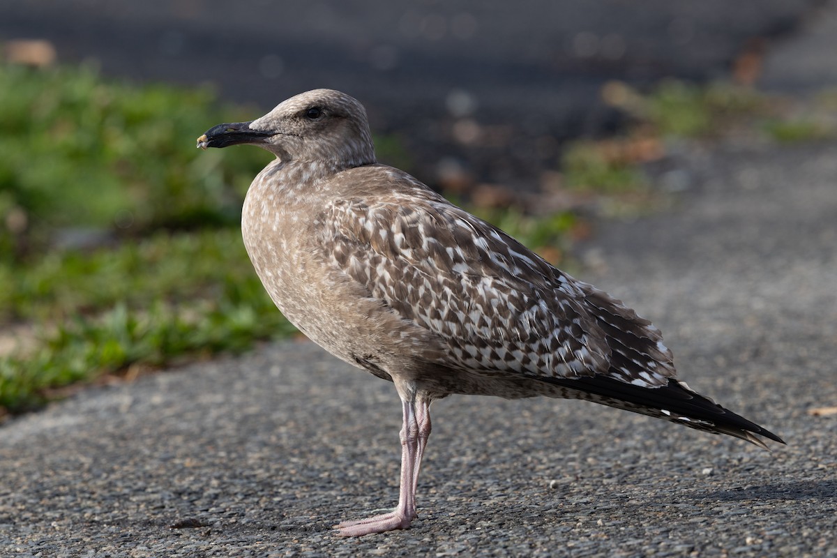 American Herring Gull - ML643813295