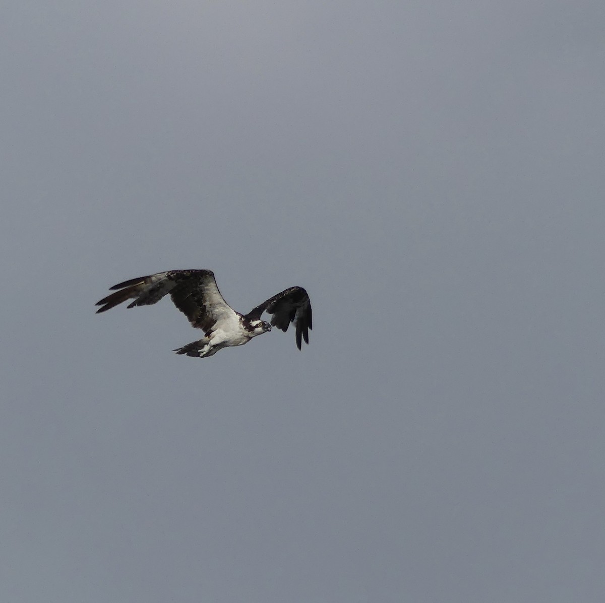 Osprey - ML643813296