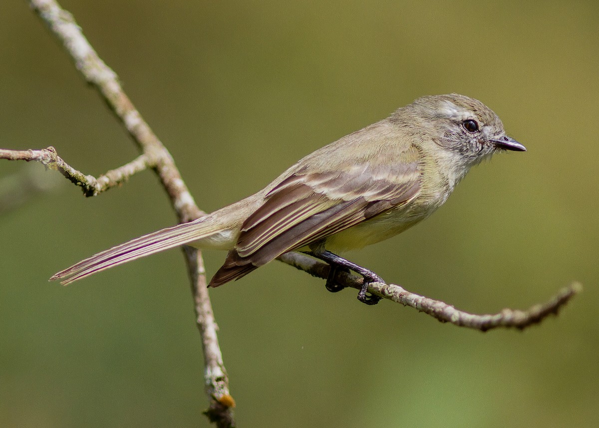 Planalto Tyrannulet - ML643813297