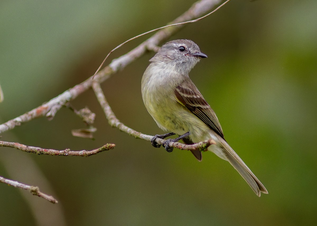 Planalto Tyrannulet - ML643813298