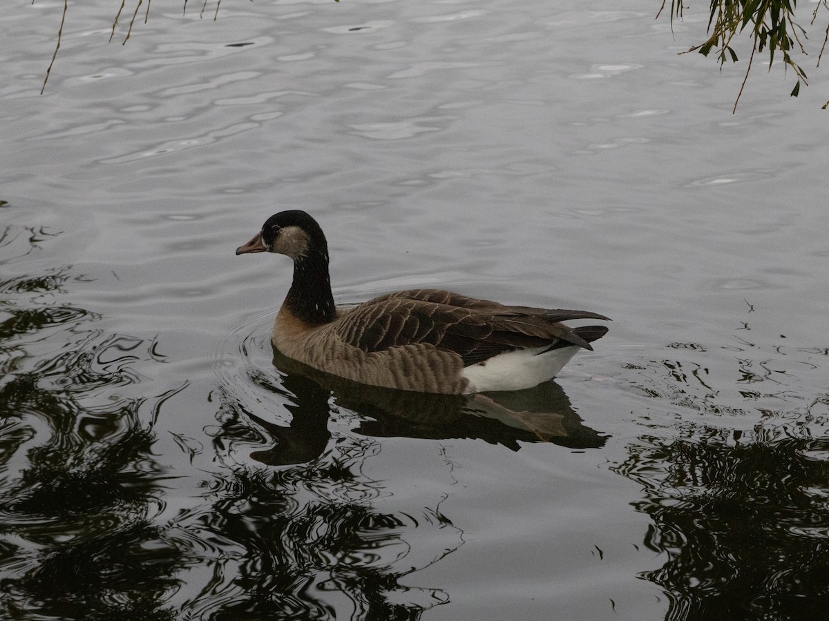Graylag x Canada Goose (hybrid) - ML643813304