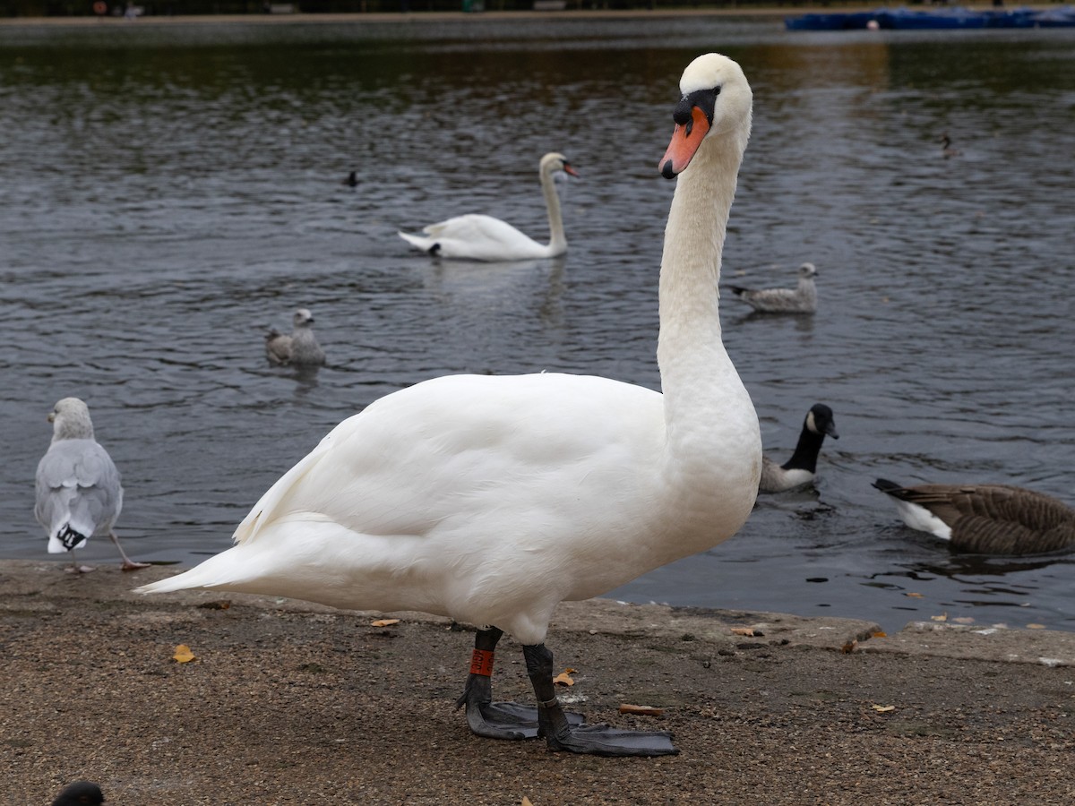 Mute Swan - ML643813310