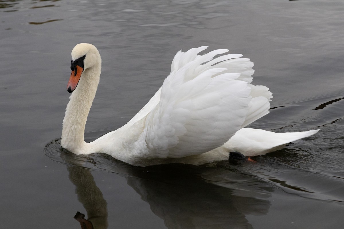 Mute Swan - ML643813311
