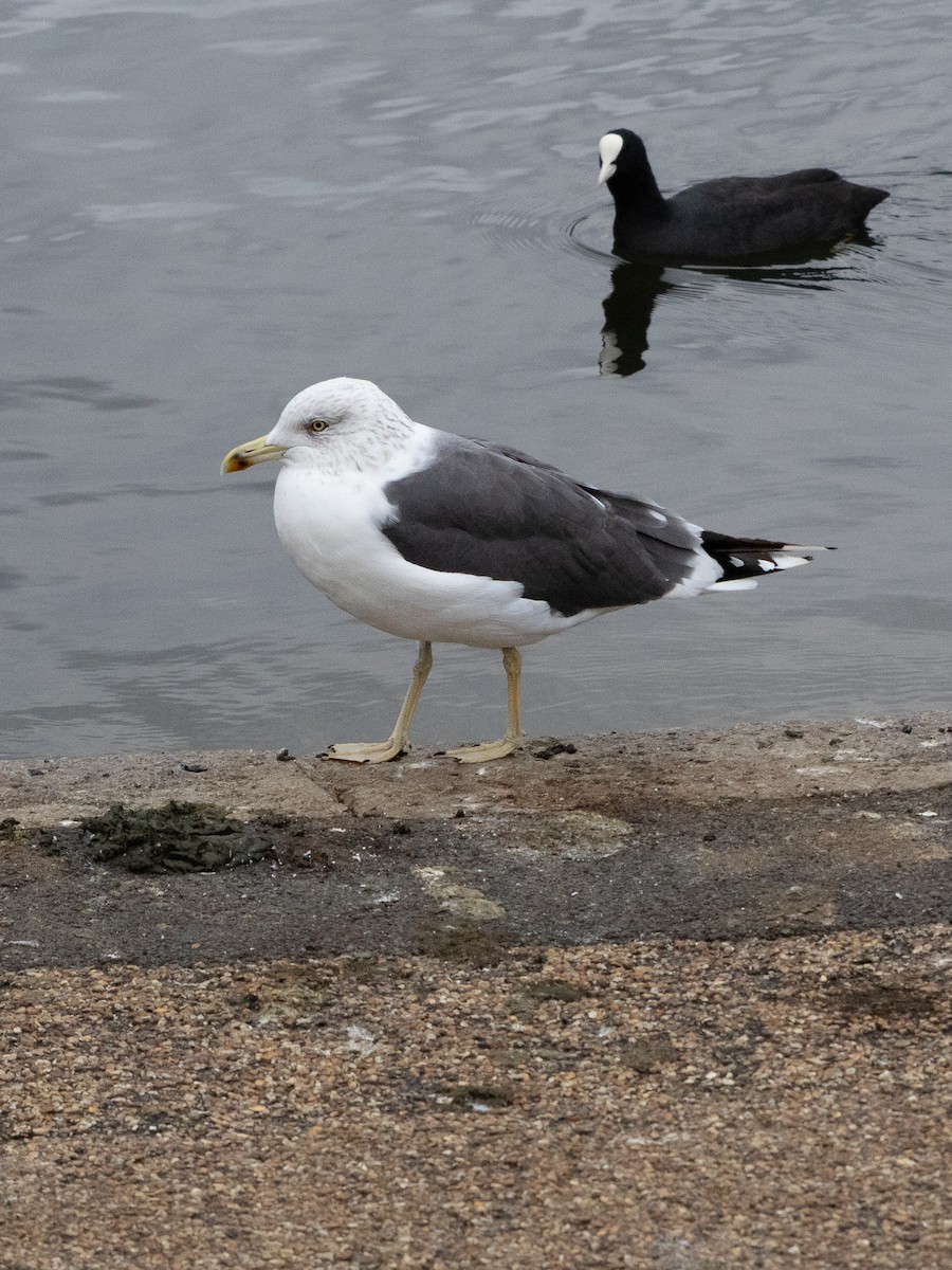 Lesser Black-backed Gull - ML643813319