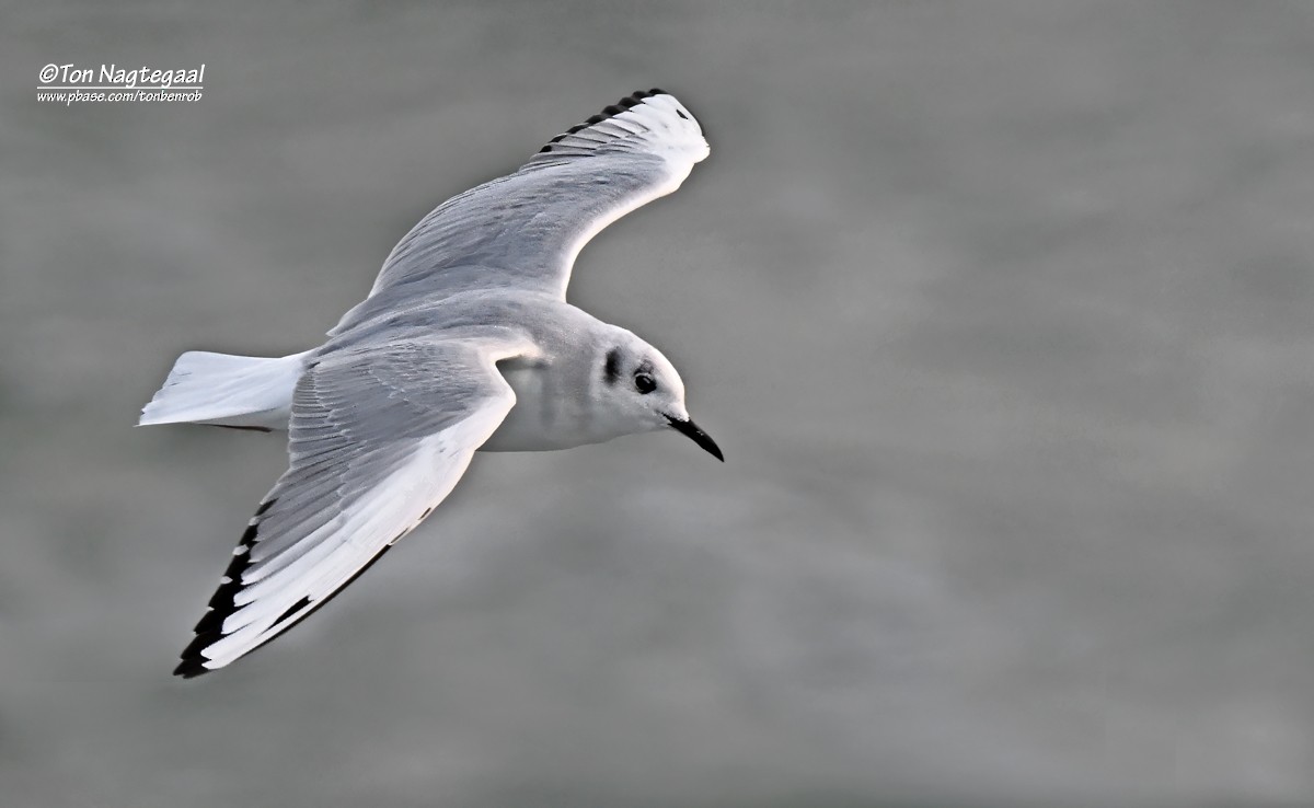 Bonaparte's Gull - ML643813320