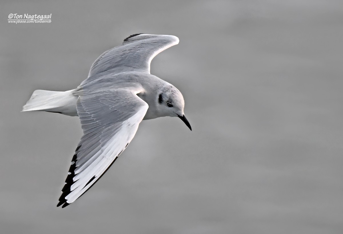 Bonaparte's Gull - ML643813321