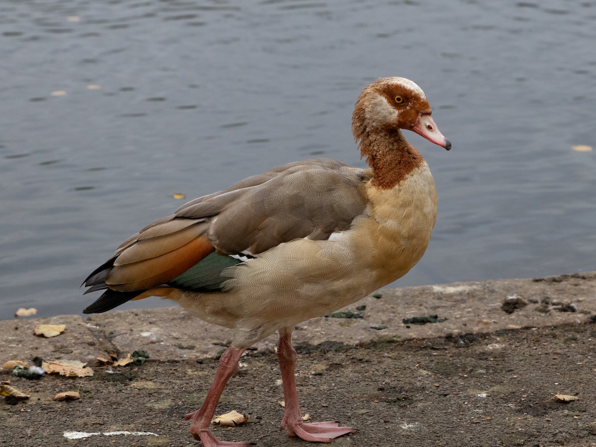 Egyptian Goose - ML643813332