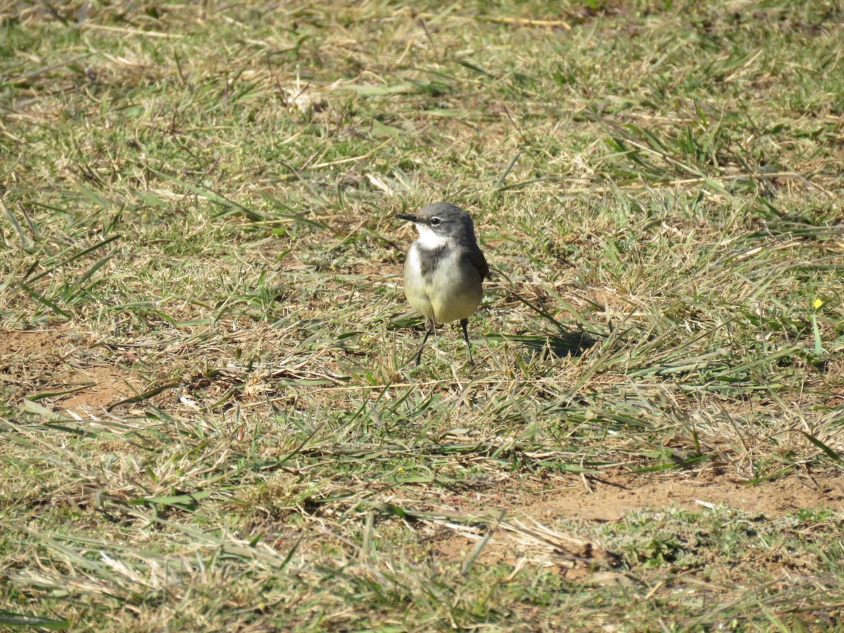 African Dusky Flycatcher - ML643813351