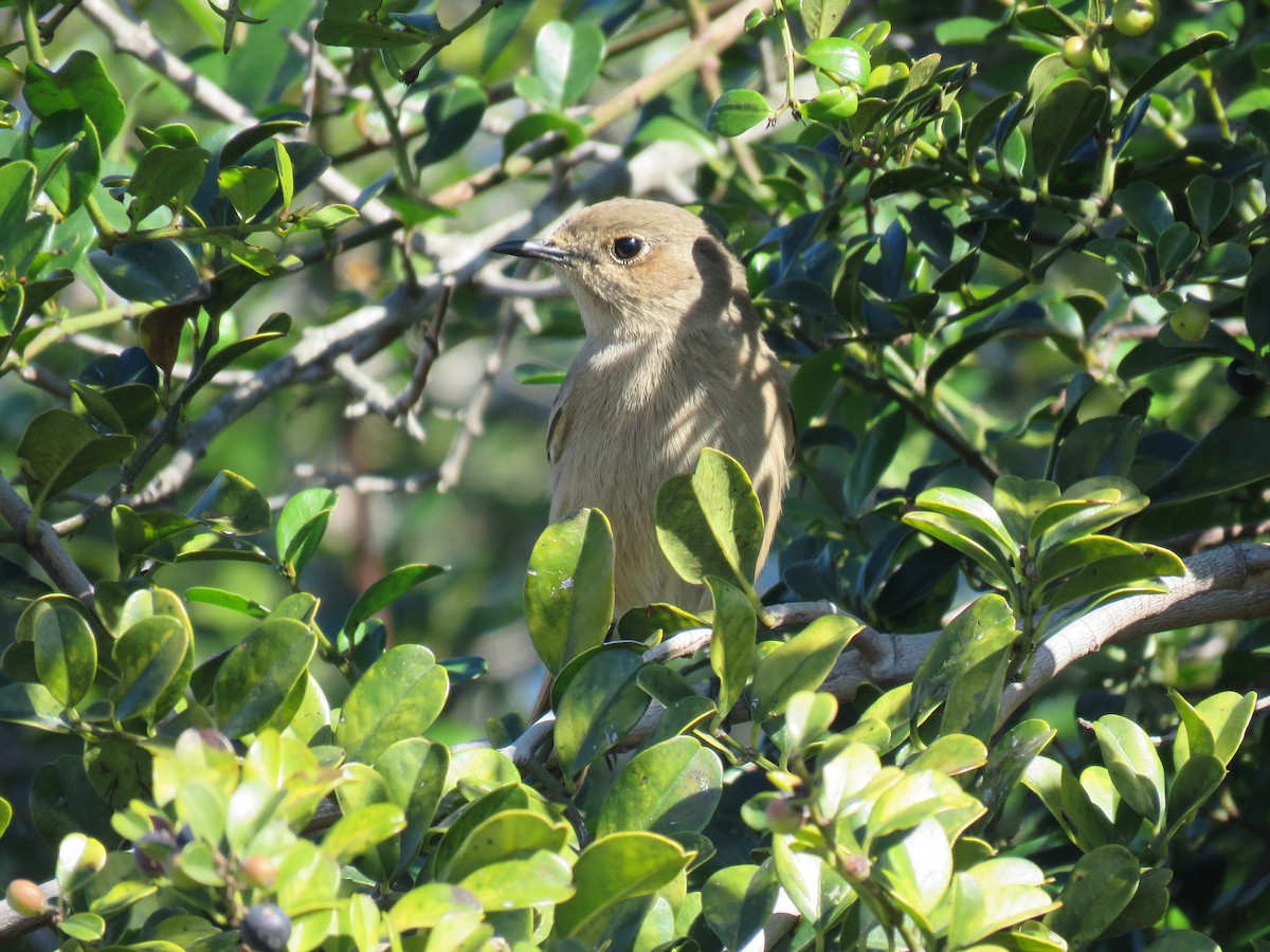African Dusky Flycatcher - ML643813358