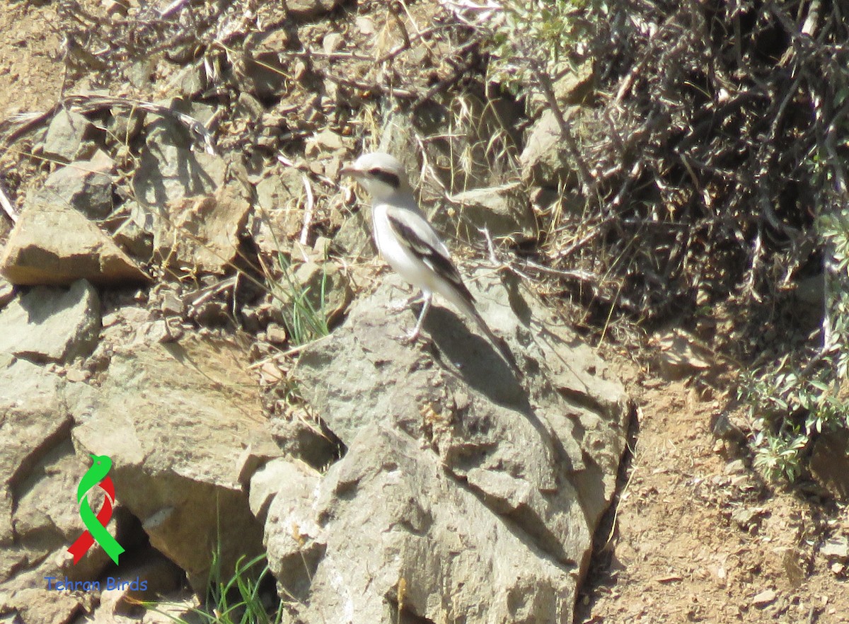 Great Gray Shrike (Steppe) - ML643813359