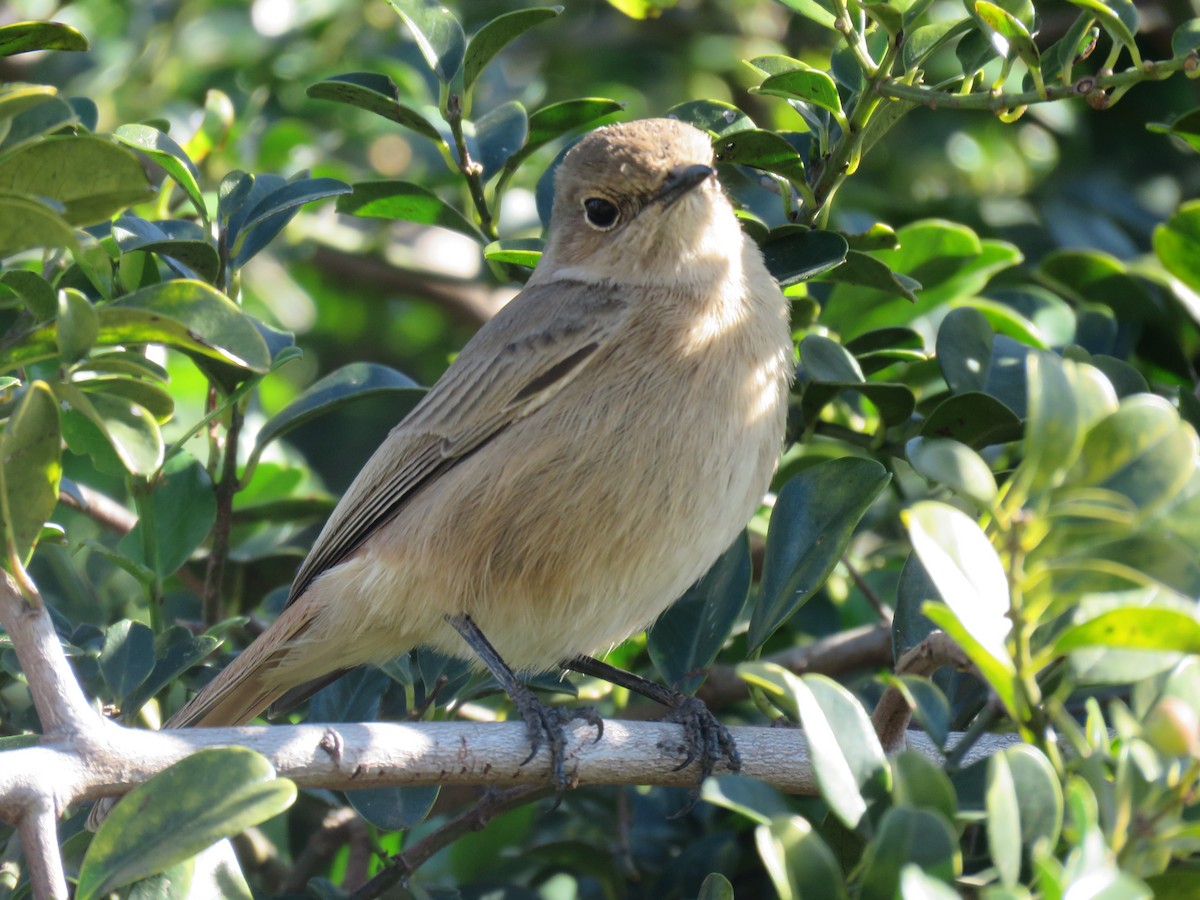 African Dusky Flycatcher - ML643813362