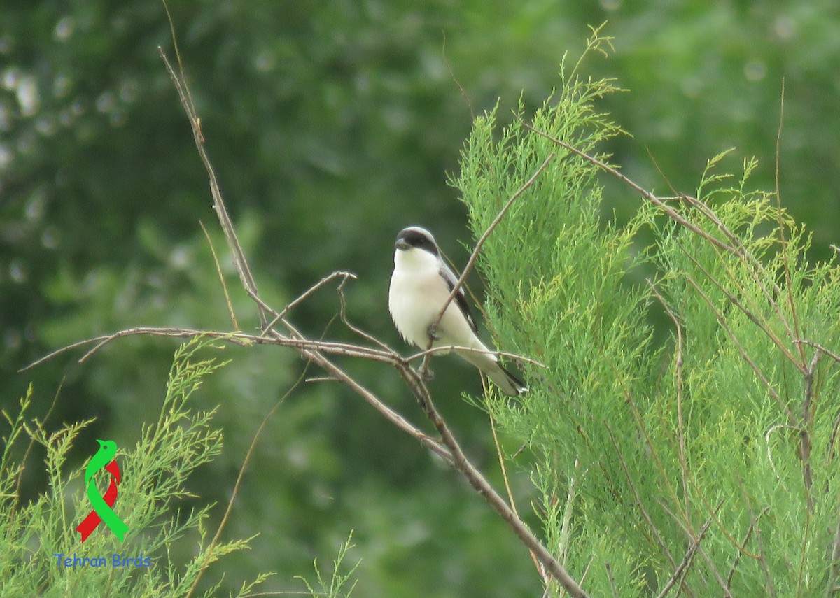 Lesser Gray Shrike - ML643813376