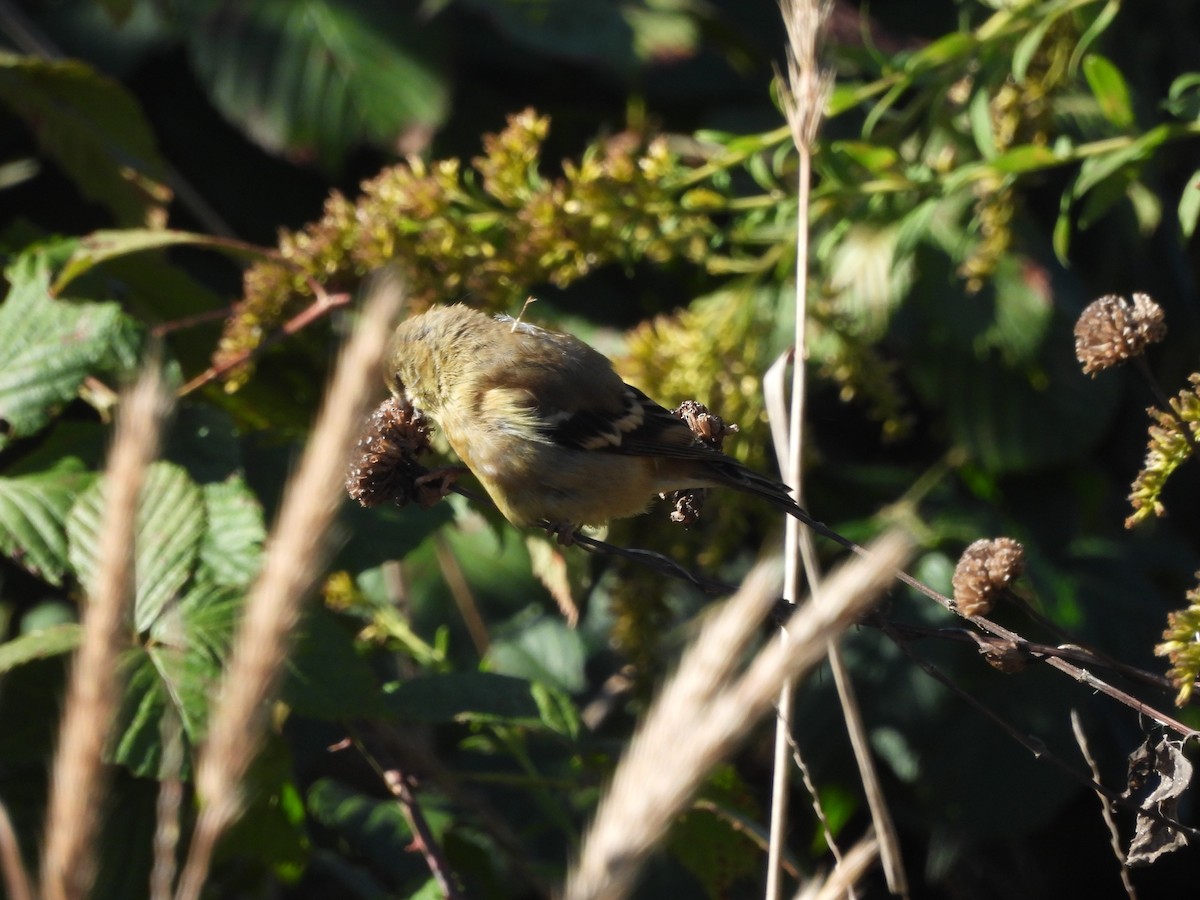 American Goldfinch - ML643813385