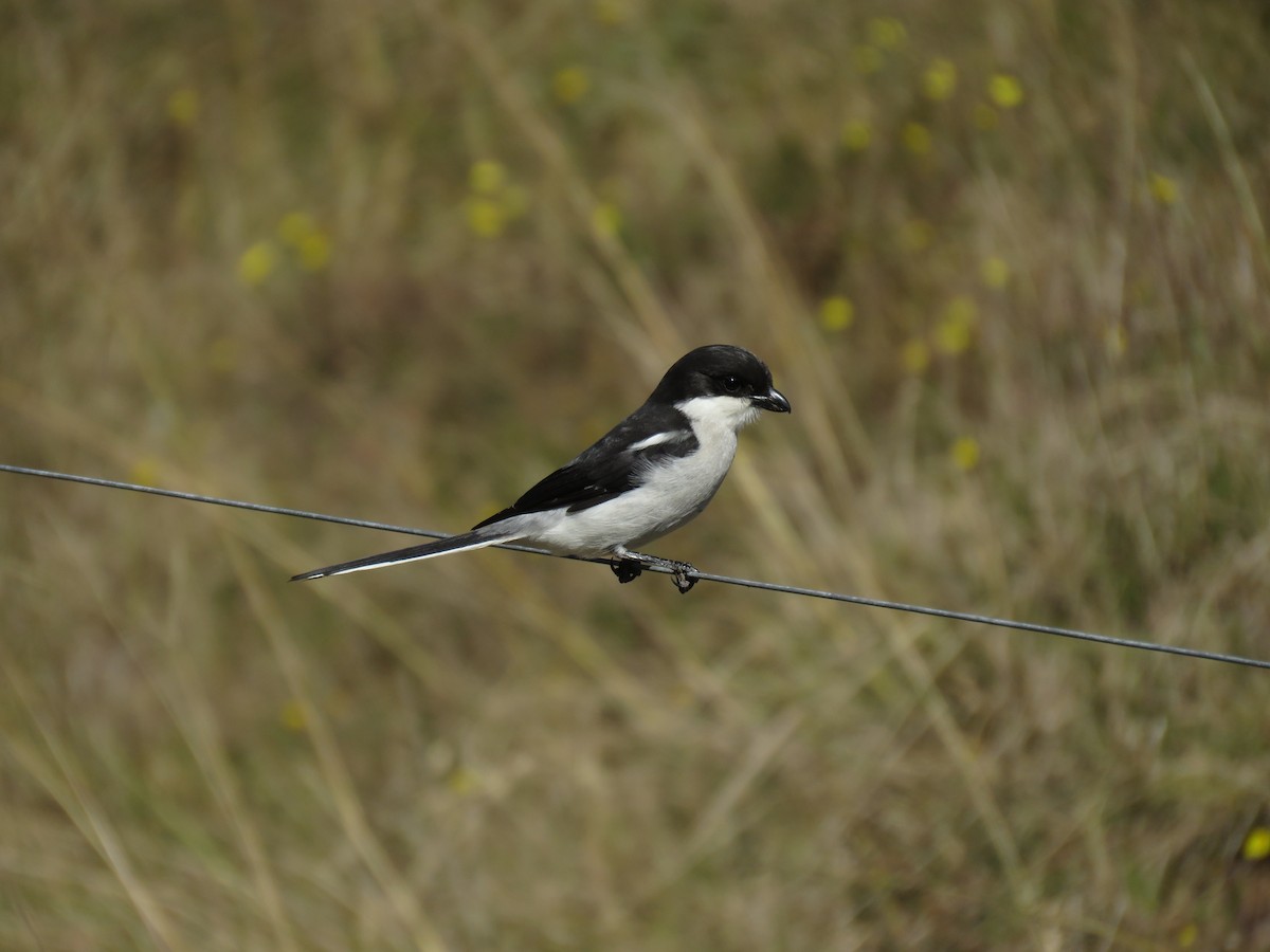 Southern Fiscal - ML643813386