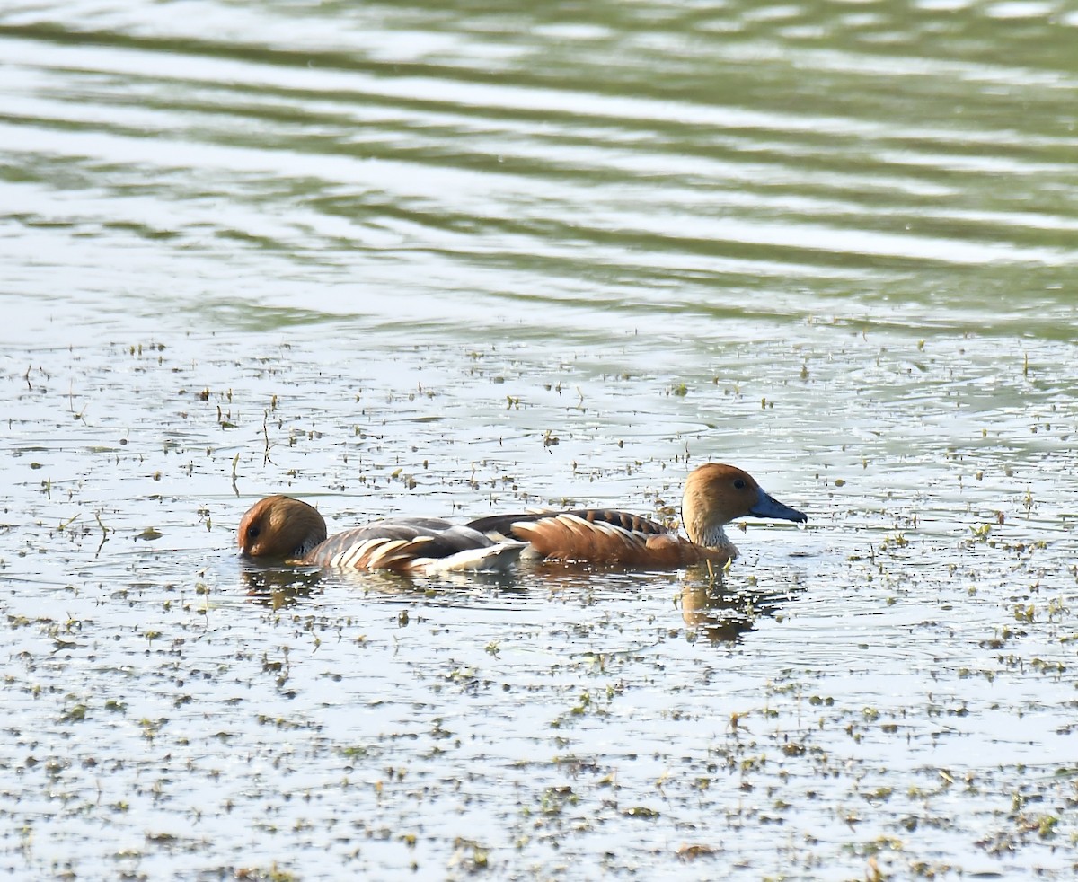 Fulvous Whistling-Duck - ML643813388