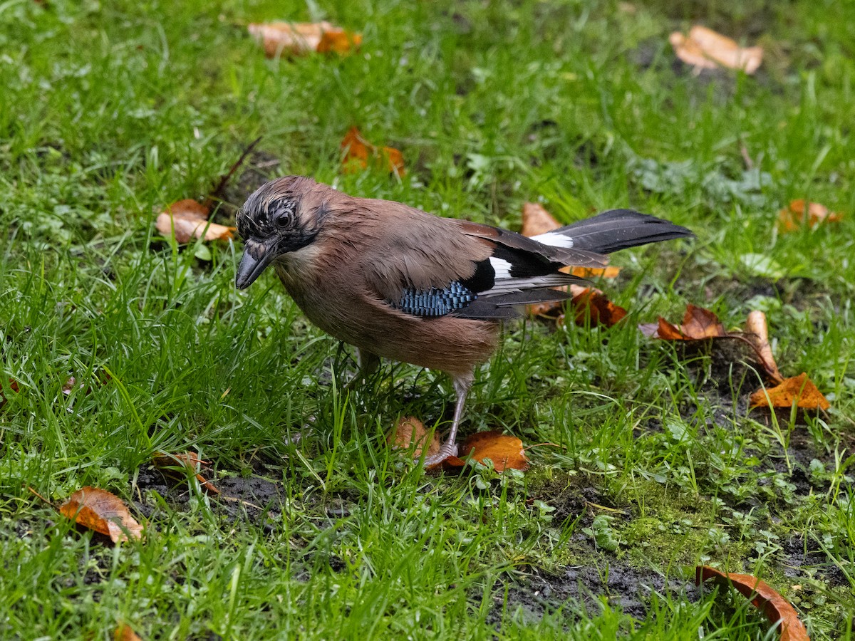 Eurasian Jay - ML643813389