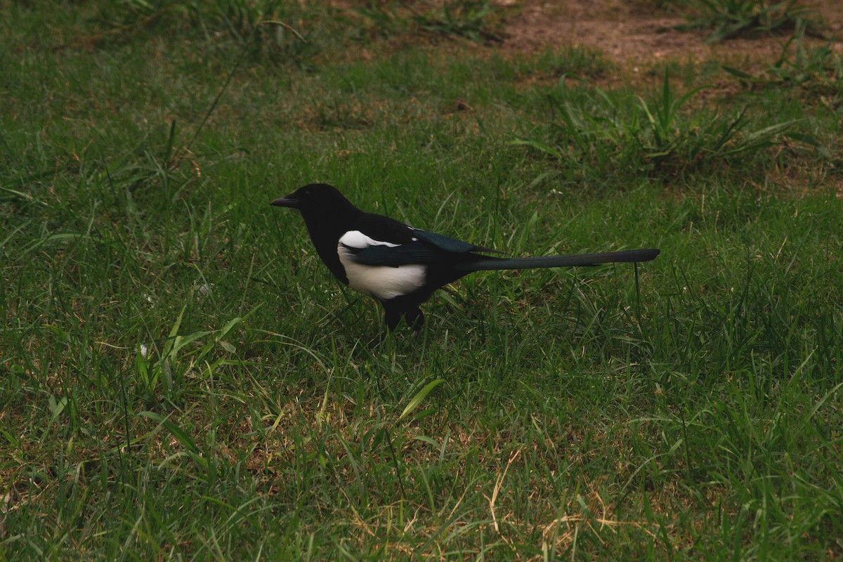 Eurasian Magpie - ML643813409