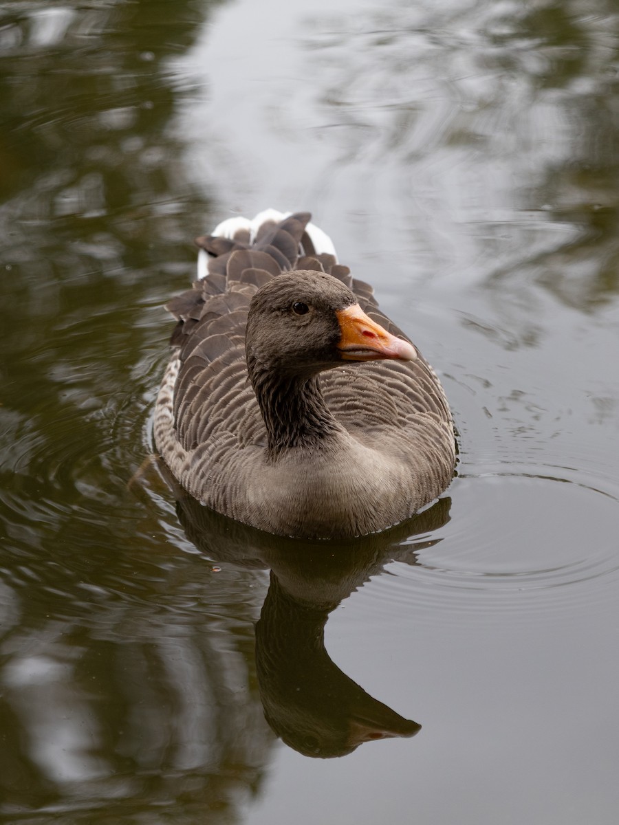 Graylag Goose - ML643813417
