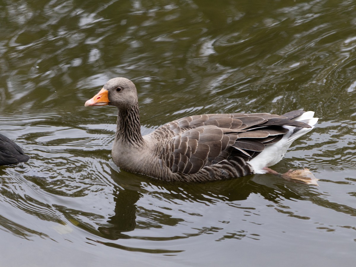 Graylag Goose - ML643813418