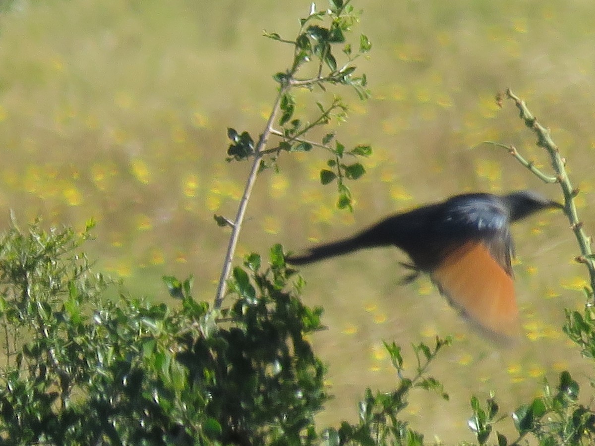 Red-winged Starling - ML643813436