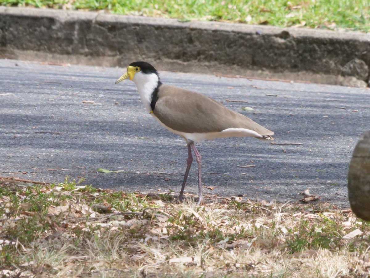 Masked Lapwing - ML643813437