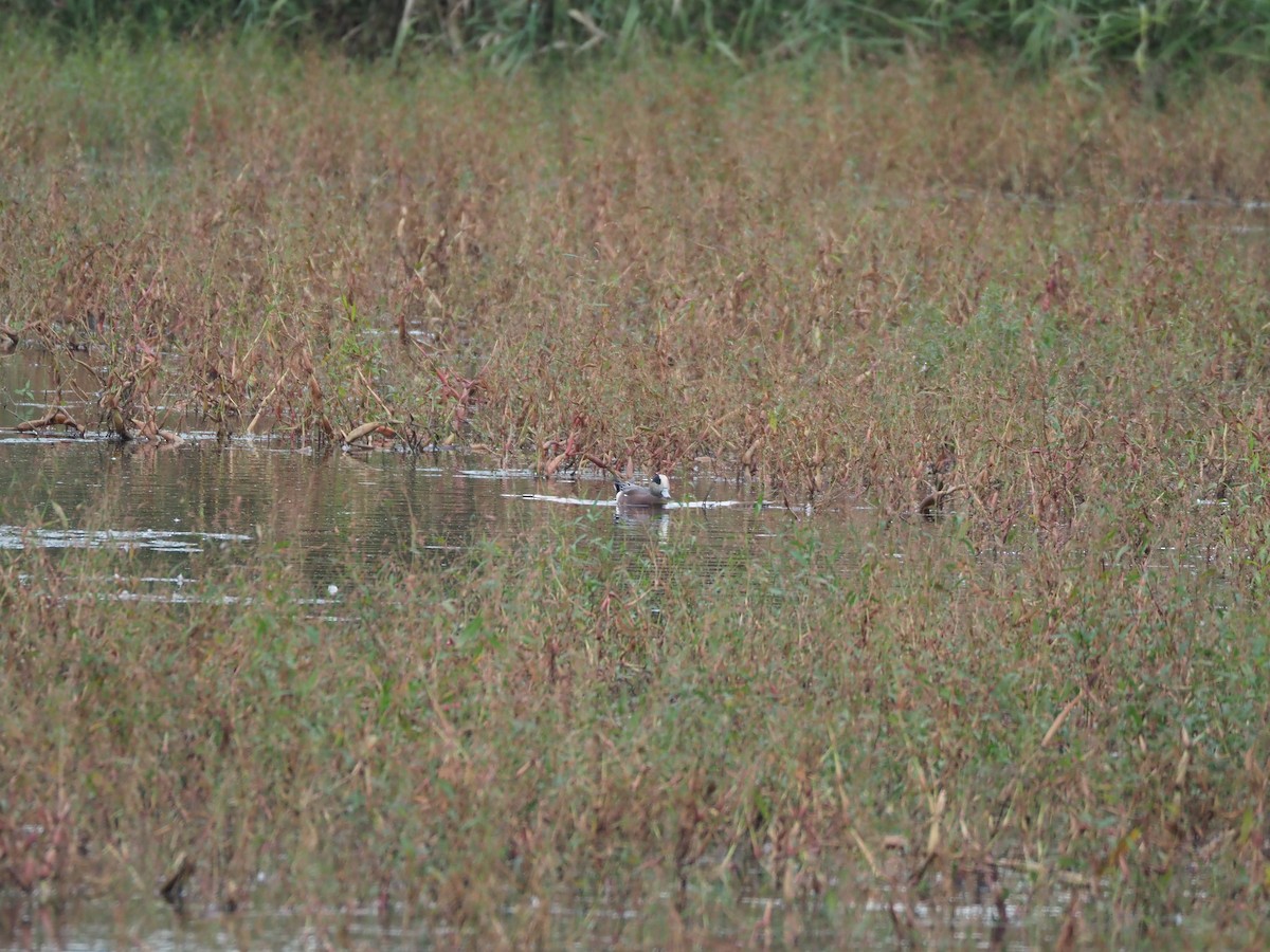 American Wigeon - ML643813442