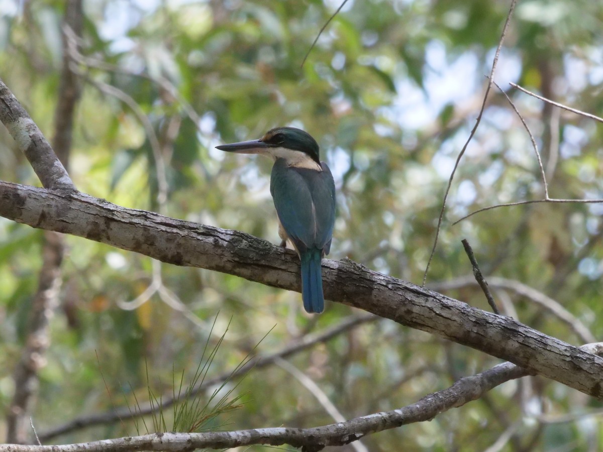 Sacred Kingfisher - ML643813444